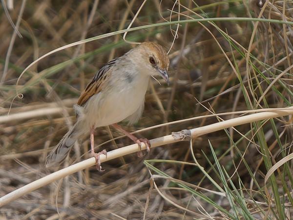 <h3><a href="/trips/tanzania/biota/animalia/chordata/aves/040 passeriformes/088 cisticolidae/cisticola robustus/cisticola robustus-nl.html">Cisticola&nbsp;robustus</a> / Stout&nbsp;cisticola / Grote&nbsp;graszanger</h3>OM-1 Mark II met OLYMPUS M.150-400mm F4.5 TC, 1/2000 sec  bij F5.6, ISO 400, afstand 21.7&nbsp;m
